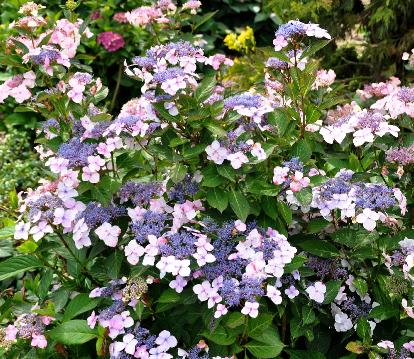 Hydrangea macrophylla 'Juno' global picture - syn. 'Kay Leslie' habitus