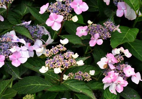 Hydrangea macrophylla 'Juno' syn. 'Kay Leslie' 1978 - Robert Mallet