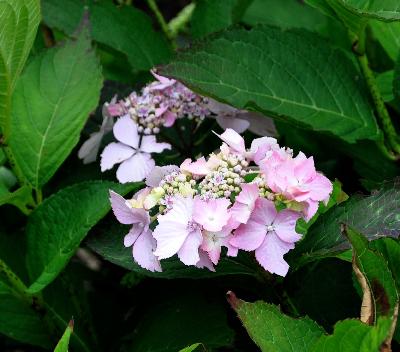 HydrangeamacrophyllaMmePlumeCocq2