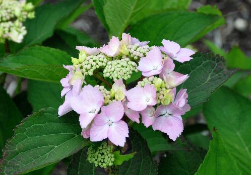 HydrangeamacrophyllaMmePlumeCocq