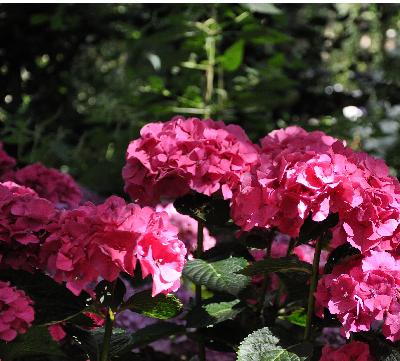 HydrangeamacrophyllaGerdaSteinigerSteiniger1946