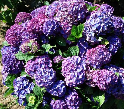 HydrangeamacrophyllaTicino