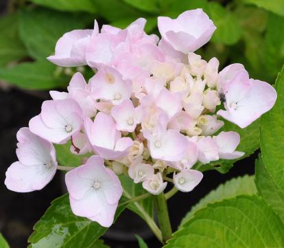 HydrangeamacrophyllaAnkonggeenaluin