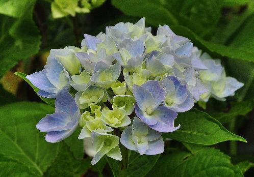 HydrangeamacrophyllaAnkongjuni