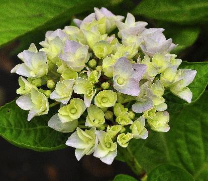 HydrangeamacrophyllaAnkongjuni2