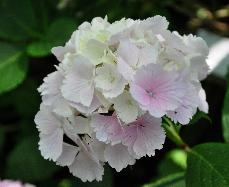 Hydrangea macrophylla 'Albrechtsburg' Nieshütz  1983   VN