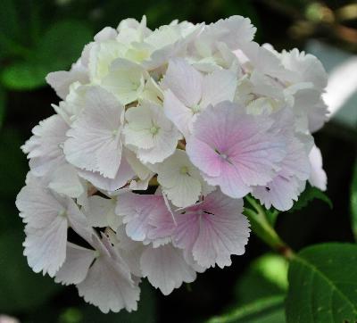 Hydrangea macrophylla 'Albrechtsburg' Nieshütz  1983   VN