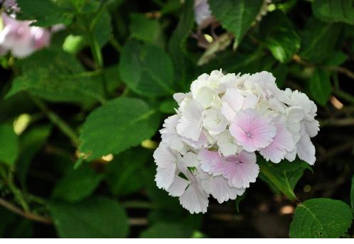 Hydrangea macrophylla 'Albrechtsburg' Nieshütz  1983 pic2