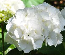 HydrangeamacrophyllaSnowball