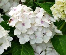 Hydrangea macrophylla 'Mme E. Mouillère' 15 juli 2011 VN