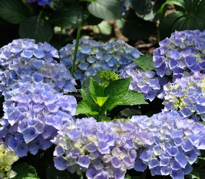 HydrangeamacrophyllaXian1