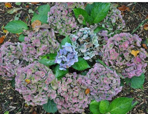 Hydrangea macrophylla 39;Xian39;