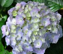 HydrangeamacrophyllaGeneralevictomtessedeVibrayecloseupbloemtuin