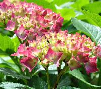 HydrangeamacrophyllaRedBaronVNNN