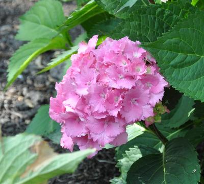 Hydrangea macrophylla 'Hamburg'5juli 2011