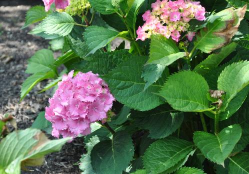 Hydrangea macrophylla Hamburg 5 juli 2011