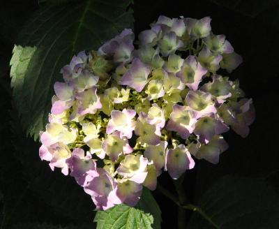 HydrangeamacrophyllaHatfordRose2