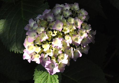 HydrangeamacrophyllaHatfordRoseflowerdetail