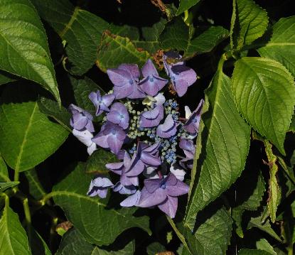 HydrangeamacrophyllaPapageiaugust2011