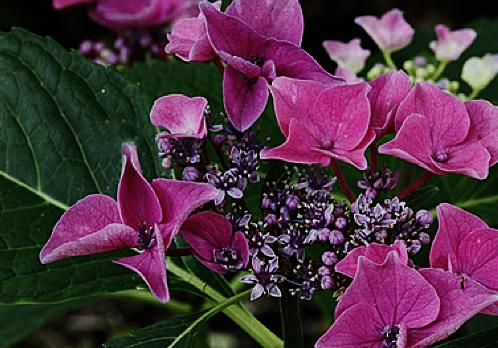 HydrangeamacrophyllaPapagei