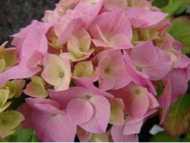 HydrangeamacrophyllaHolstein1