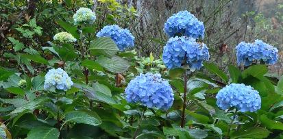 HYDRANGEAMACROPHYLLAHOLSTEIN