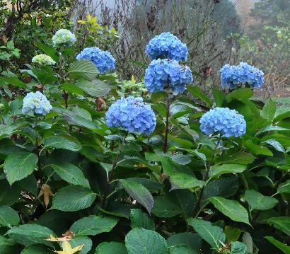 HYDRANGEAMACROPHYLLAHOLSTEIN