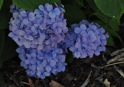 HydrangeamacrophyllaHolstein