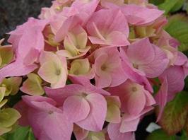 HydrangeamacrophyllaHolstein1