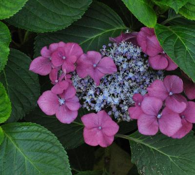 HydrangeamacrophyllaTwilightFlowercloseup2august