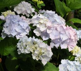 HydrangeamacrophyllaAlaskaVNborderJSterken