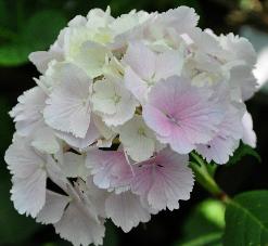 Hydrangea macrophylla 'Albrechtsburg' Nieshütz  1983   VN