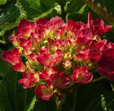 HydrangeamacrophyllaAmsterdam