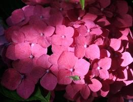 HydrangeamacrophyllaAlpengluhenbeginseptembernice