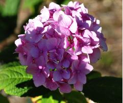 HydrangeamacrophyllaAllsummerbeauty