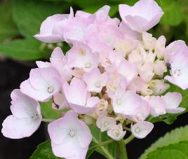 HydrangeamacrophyllaAnkonggeenaluin