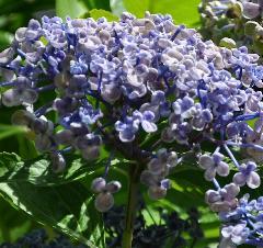 HydrangeamacrophyllaAyeshabeginseptembernice