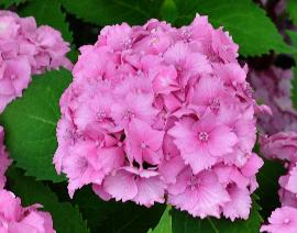 HydrangeamacrophyllaBenelux