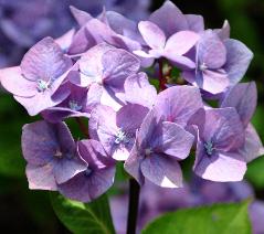 HydrangeamacrophyllaBlueBellblacksteel