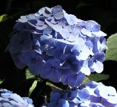 HydrangeamacrophyllaBodenseesynBoncuseBrugger1950VN