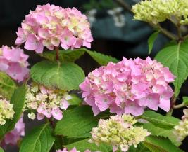HydrangeamacrophyllaBouquetRose2