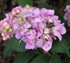 HydrangeamacrophyllaCarmenCloseupVN