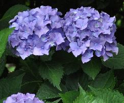 HydrangeamacrophyllaDrSteinigerVN