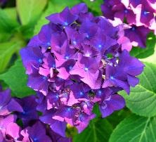 HydrangeamacrophyllaEugeneHahnvn