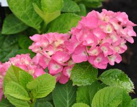 HydrangeamacrophyllaFlandersPink