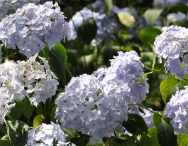 Hydrangea macrophylla 'Générale Vicomtesse de Vibraye' 1