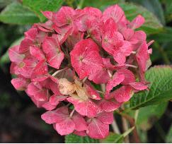 HydrangeamacrophyllaGlowingEmbersuitbloeioktober