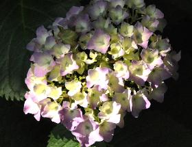 HydrangeamacrophyllaHatfordRoseflowerdetail