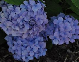 HydrangeamacrophyllaHolstein