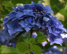 HydrangeamacrophyllaHomigoHofstedeKoosWilko2000closeup